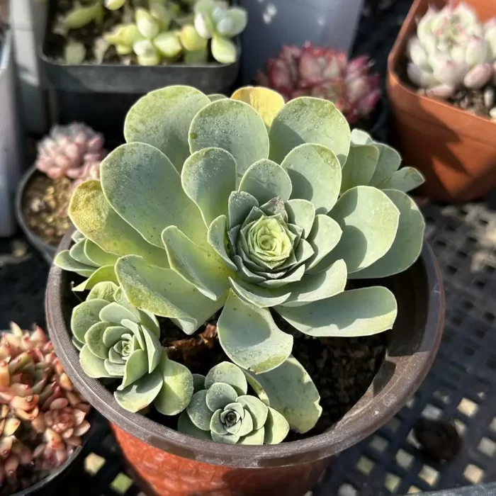 e201-110.webp Aeonium Sexy Clustering - Image 1