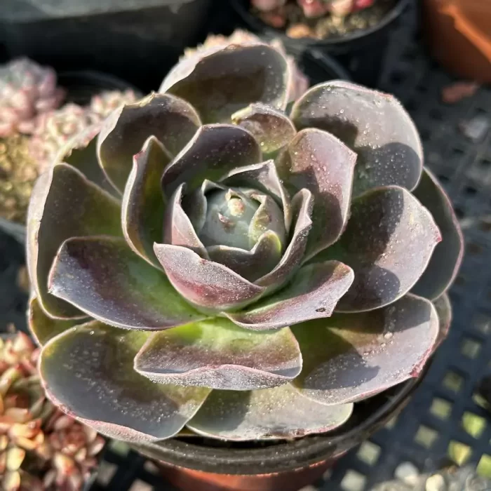 Aeonium Gold Parma - Image 1