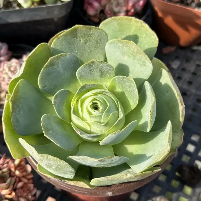 Aeonium Arora - Image 1