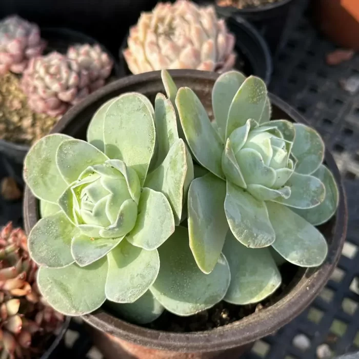 Aeonium Egg Double Heads - Image 1