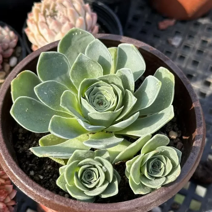 Aeonium Love letter Clustering - Image 1