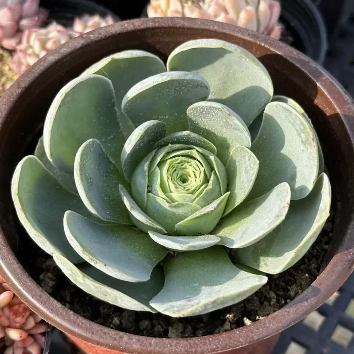 Aeonium Gerimir - Image 1