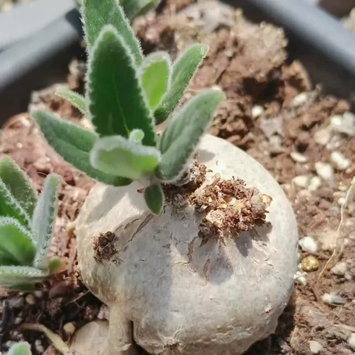 e201-132.webp Sinningia
Cliff Prince - Image 1