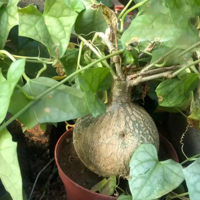 Gerradanthus macrorrhizus - Image 1