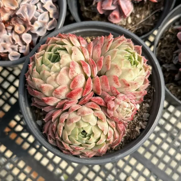 Echeveria 'Red hole' Clustering - Image 1