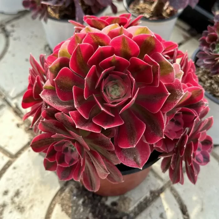 e201-142.webp Aeonium Pink Witch Variegated Cluster - Image 1