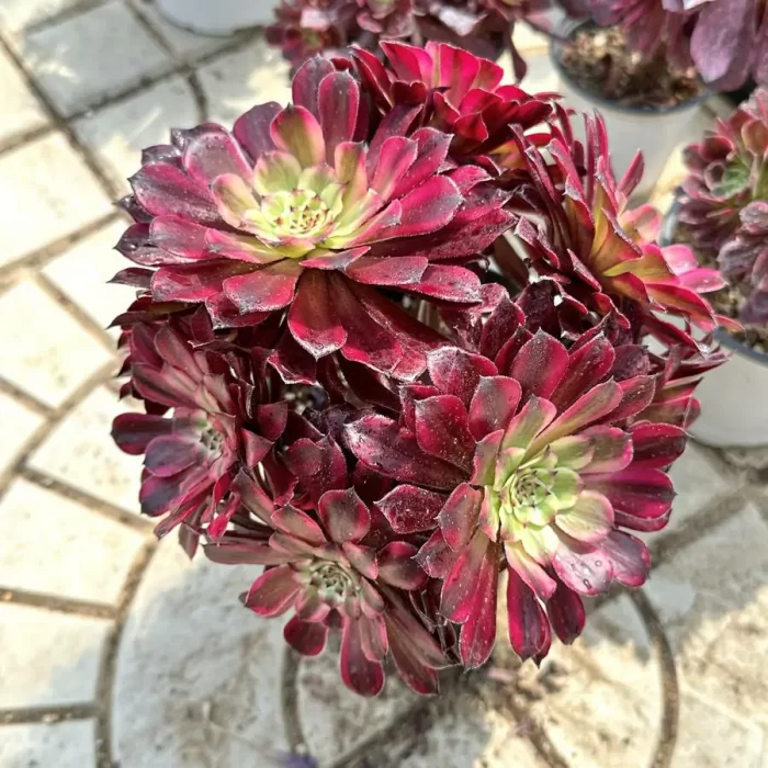 e201-154.webp Aeonium yuki hime variegated cluster - Image 1