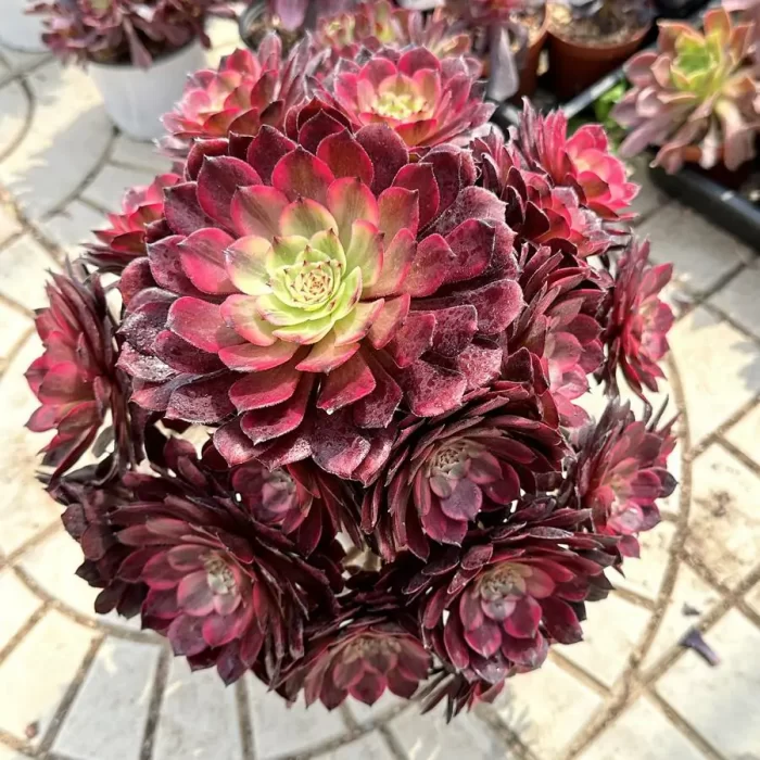 e201-155.webp Aeonium fireworks Variegated Cluster - Image 1