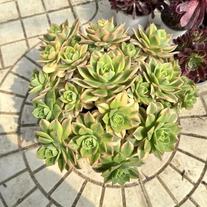 Aeonium Starburst Variegated cluster - Image 1