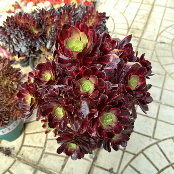 e201-162.webp Aeonium super bang variegated cluster - Image 1