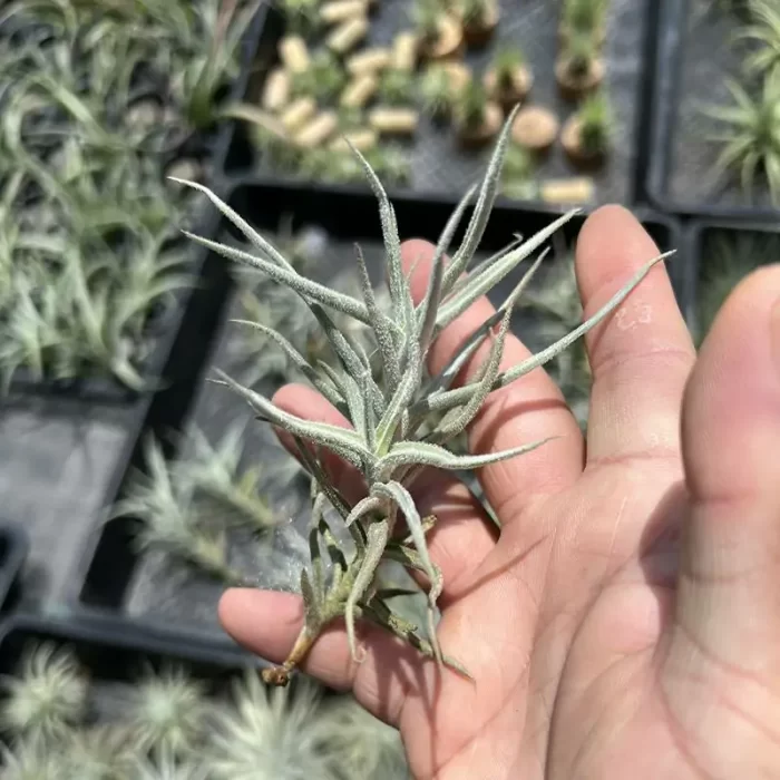 Air Plant Tillandsia chaff - Image 1