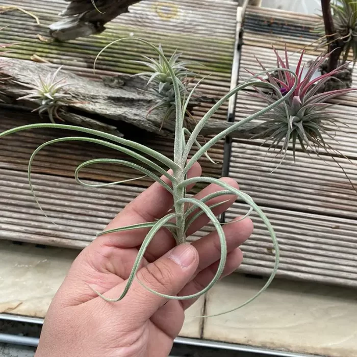Air Plant Tillandsia usneoides - Image 1