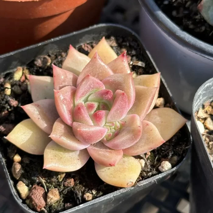 e201-19.webp Echeveria Bernicka - Image 1