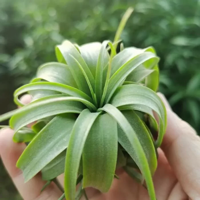 Air Plant Tillandsia Eric - Image 1