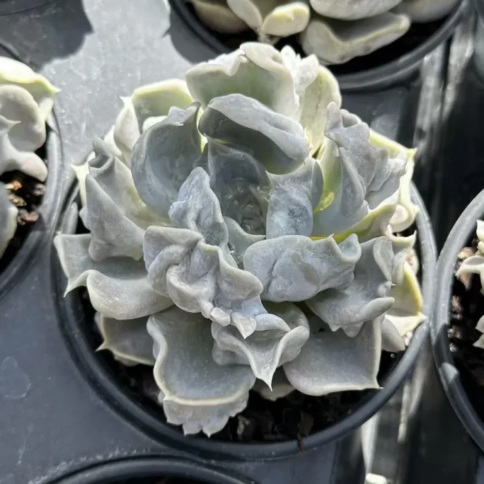 e201-196.webp Echeveria Thriller Pearl - Image 1