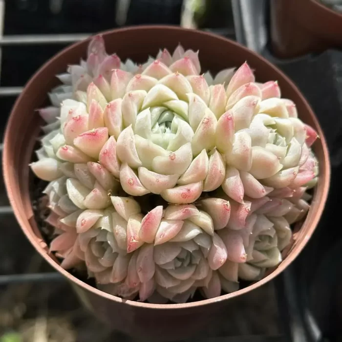 e201-207.webp Echeveria elegans'alba' Clustering - Image 1