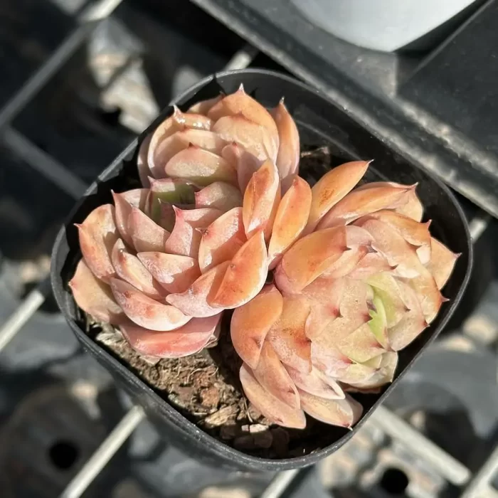 e201-210.webp Echeveria Sugar Onslow Double Head - Image 1
