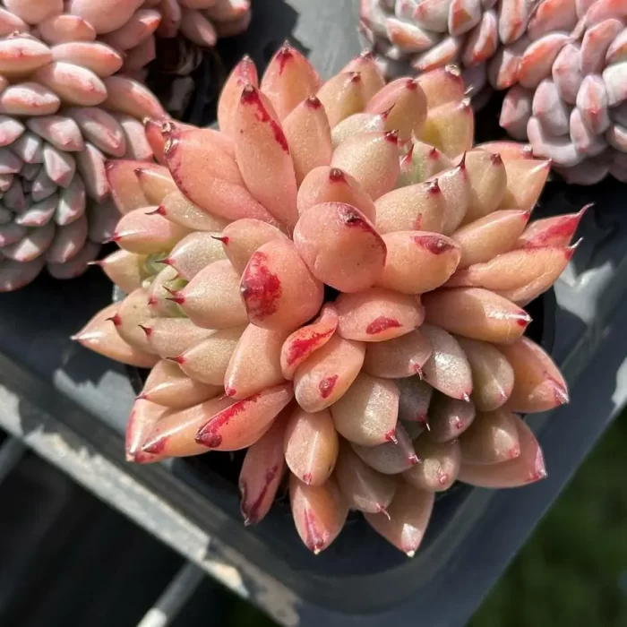 e201-211.webp Echeveria Quartz Clustering - Image 1