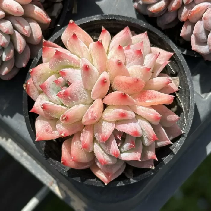 e201-215.webp Echeveria Maria Clustering - Image 1