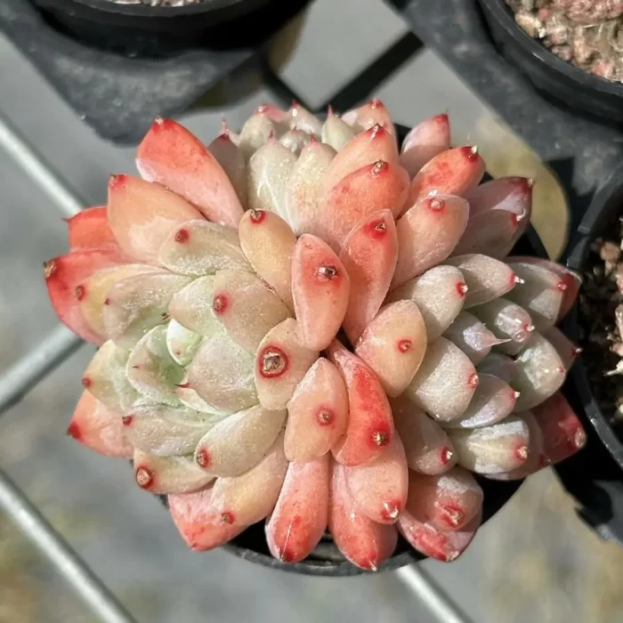 Echeveria Alba Clustering - Image 1
