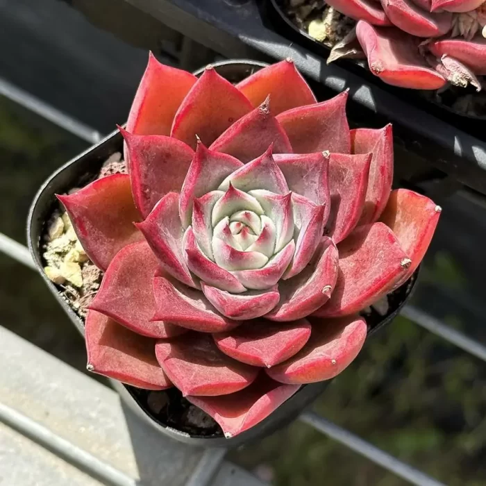 Echeveria Corsican rose - Image 1