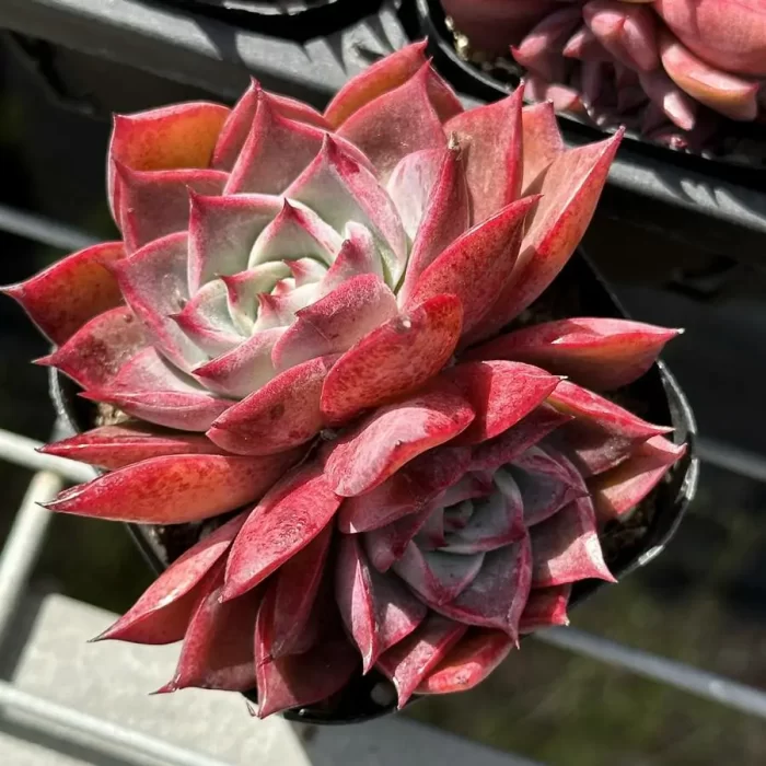 Echeveria Corsican rose double head - Image 1