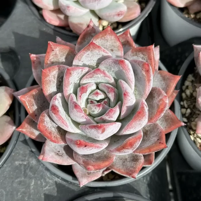 e201-242.webp Echeveria Blue Bird - Image 1