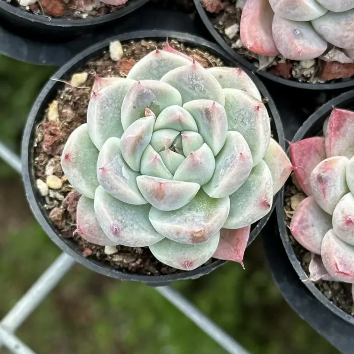 Echeveria 'Rumengling' - Image 1