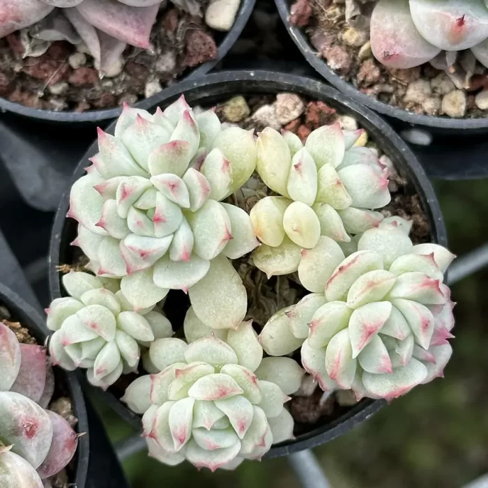 e201-244.webp Echeveria Xiaoqiao clustering - Image 1