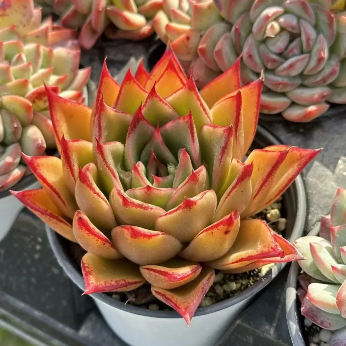 e201-245.webp Echeveria Mrs. Pan - Image 1