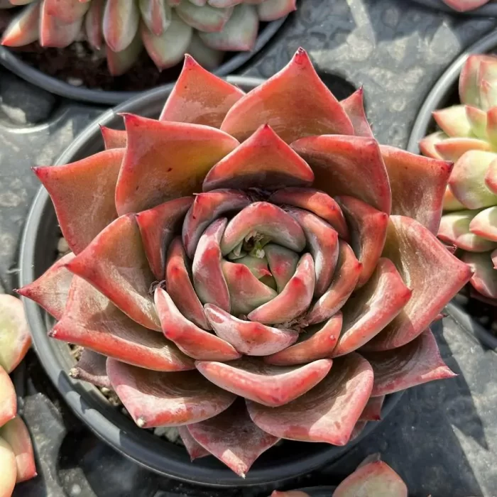 e201-248.webp Echeveria Red Dragon - Image 1