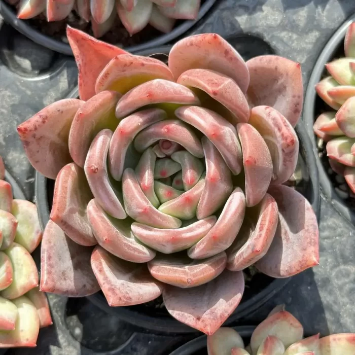e201-250.webp Echeveria white champagne - Image 1