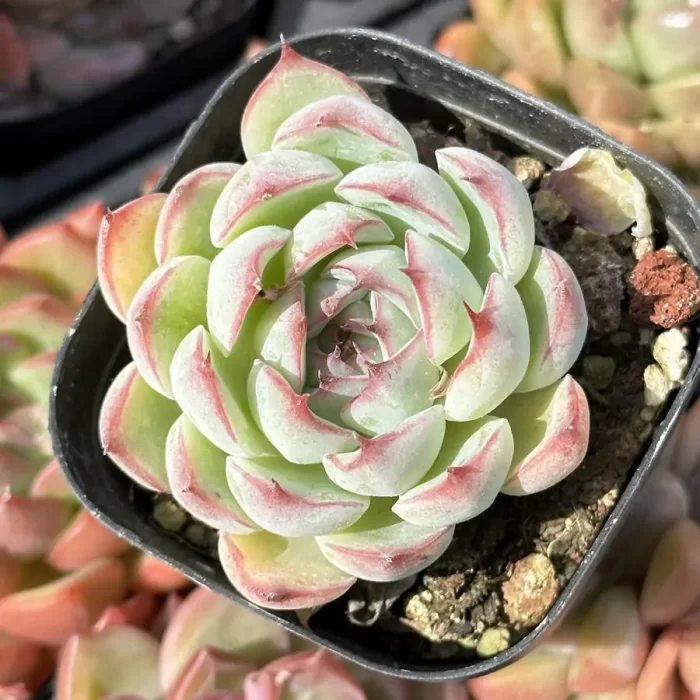 e201-260.webp Echeveria Soul Fairy - Image 1