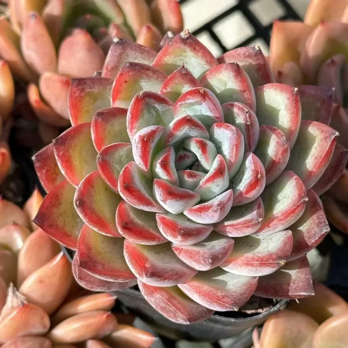 e201-263.webp Echeveria Hybrid DD02 - Image 1