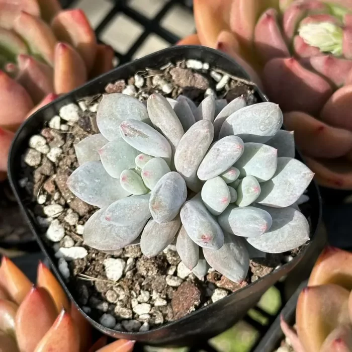 e201-267.webp Echeveria Pinellia ternata double head - Image 1