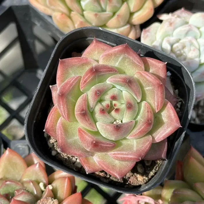 e201-273.webp Echeveria Flora - Image 1