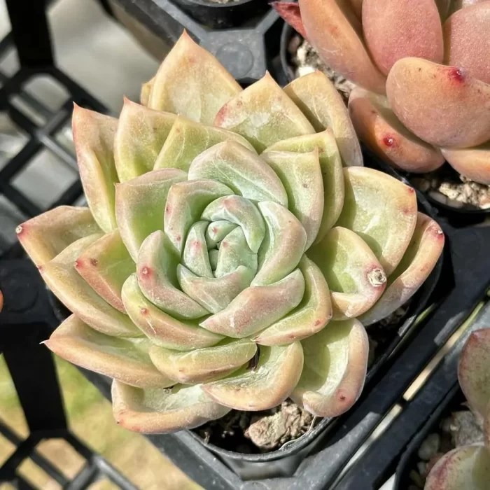 e201-286.webp Echeveria Hybrid DD07 - Image 1