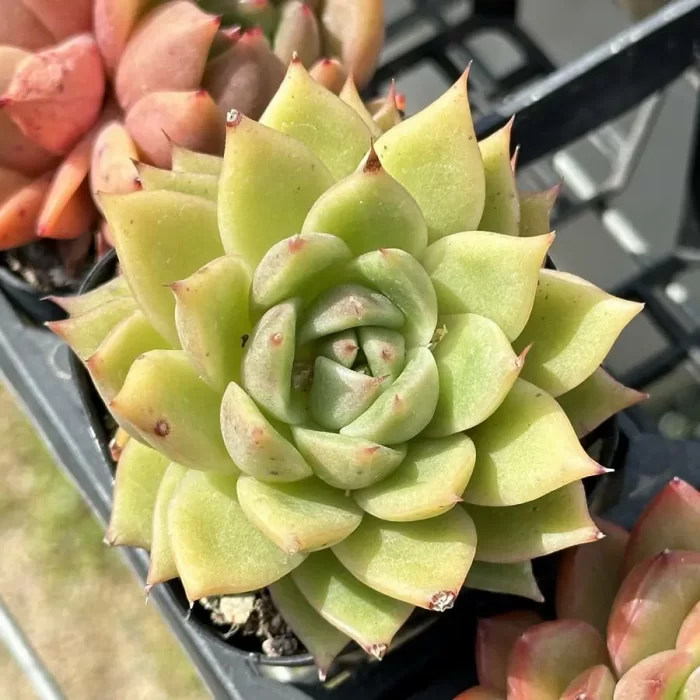 e201-292.webp Echeveria Hybrid DD12 - Image 1