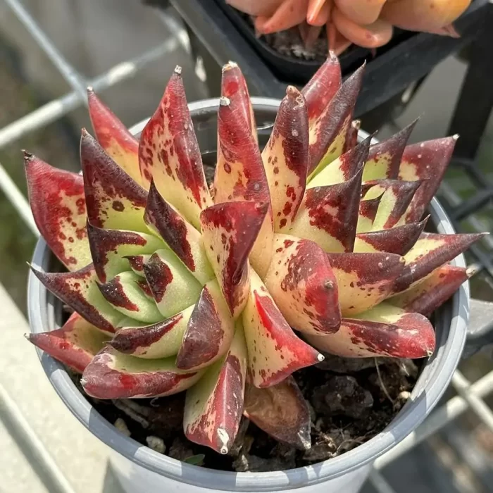 Echeveria agavoides Ebony Double Heads - Image 1