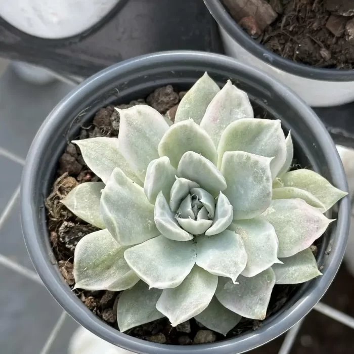 e201-301.webp Echeveria Simpson variegated - Image 1