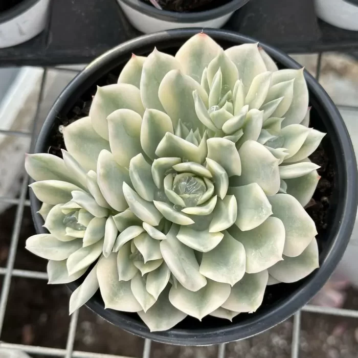 Echeveria moon river variegated clustering - Image 1