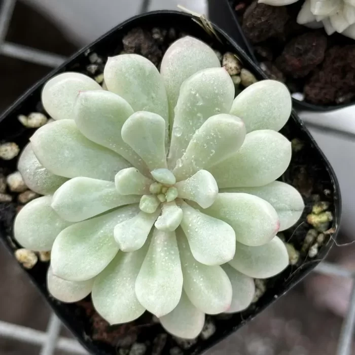 e201-311.webp Echeveria red gem variegated - Image 1