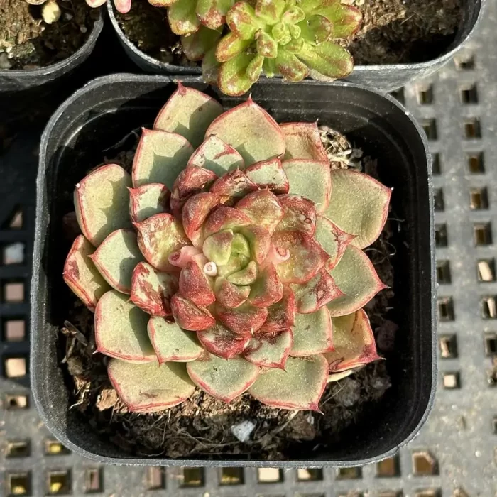 e201-312.webp Echeveria fireworks sunflower - Image 1