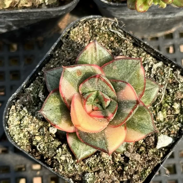 e201-316.webp Echeveria Monocerotis variegated - Image 1