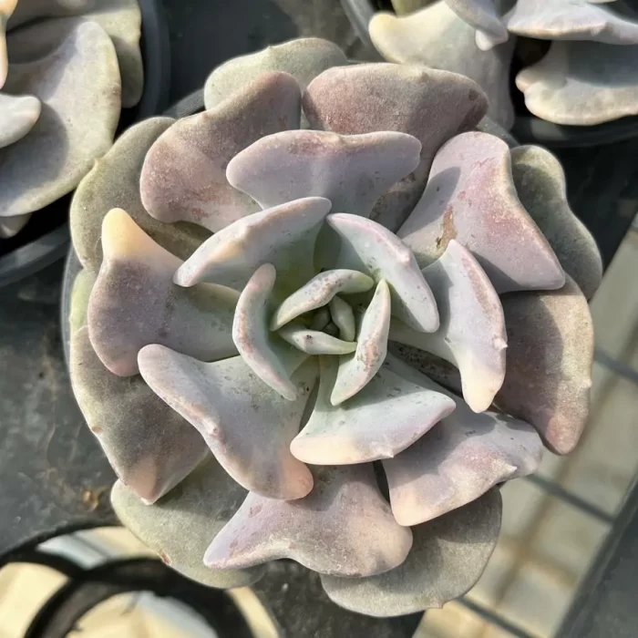 e201-319.webp Echeveria Exotic variegated - Image 1