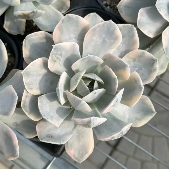 e201-320.webp Echeveria Runyonii variegate - Image 1