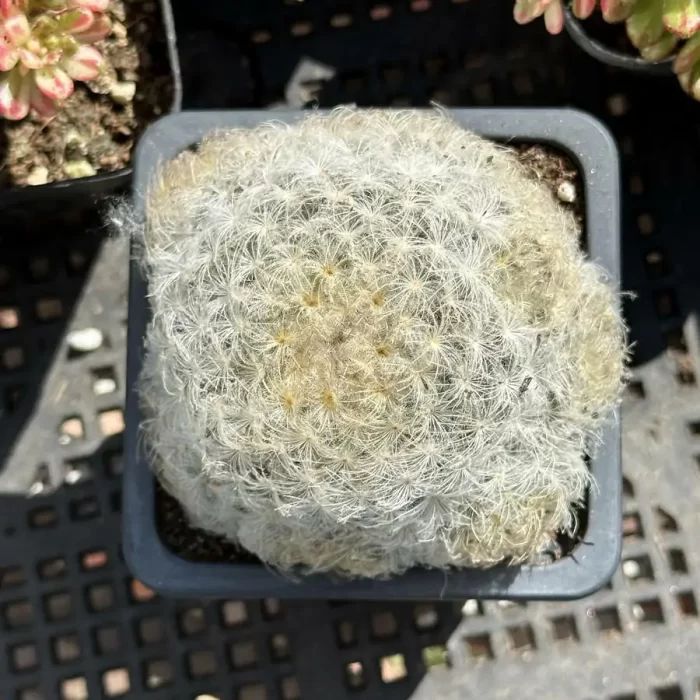 e201-323.webp Cactus-Mammillaria plumosa - Image 1