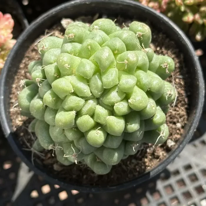 e201-324.webp Cactus-Mammillaria Taijulian - Image 1