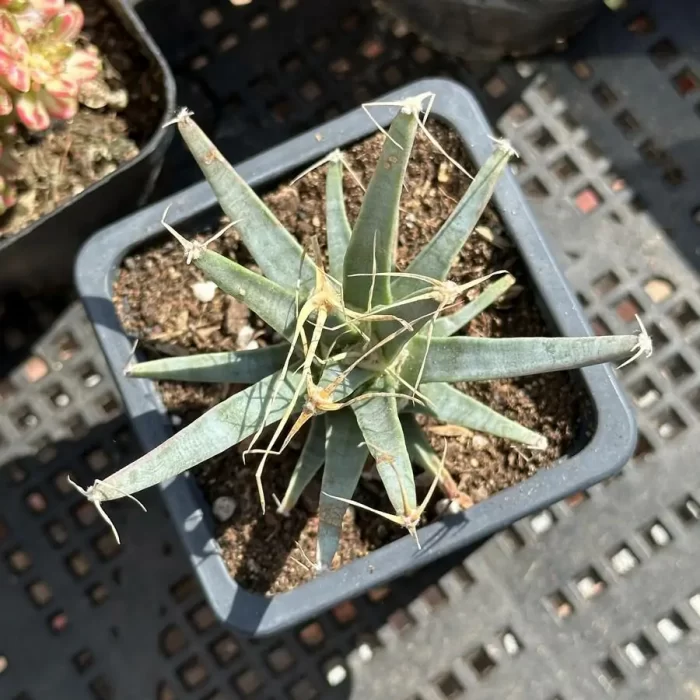 e201-325.webp Cactus-Leuchtenbergia principis - Image 1