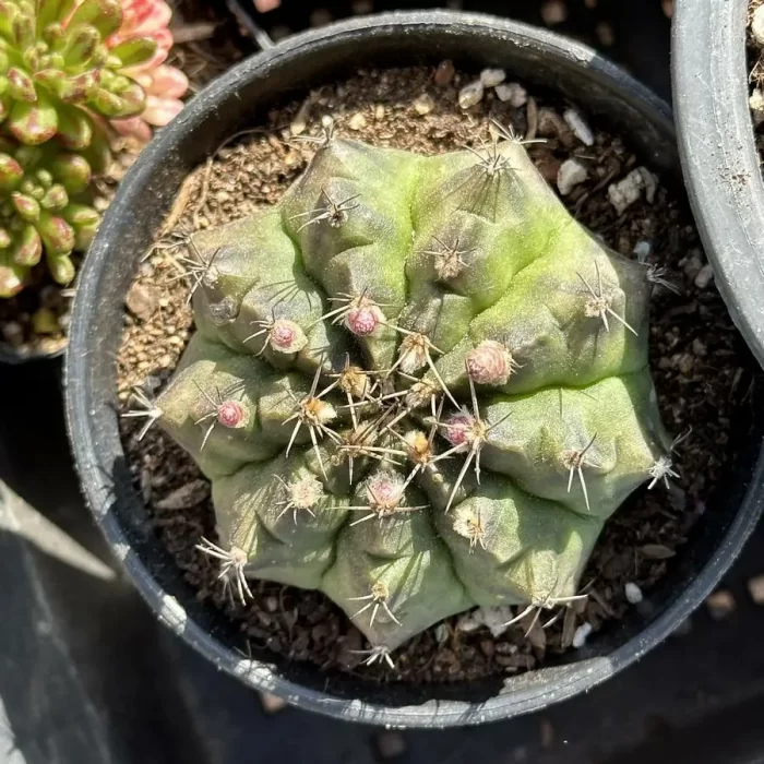 e201-326.webp Cactus-Gymnocalycium mihanovichii subsp. - Image 1